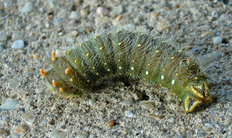 Imperial Moth (Eacles imperialis) Caterpillar; DISPLAY FULL IMAGE.