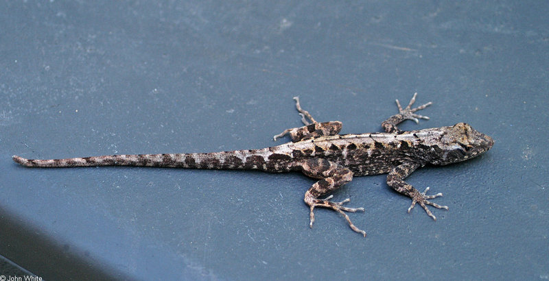 Brown Anole (Anolis sagrei); DISPLAY FULL IMAGE.