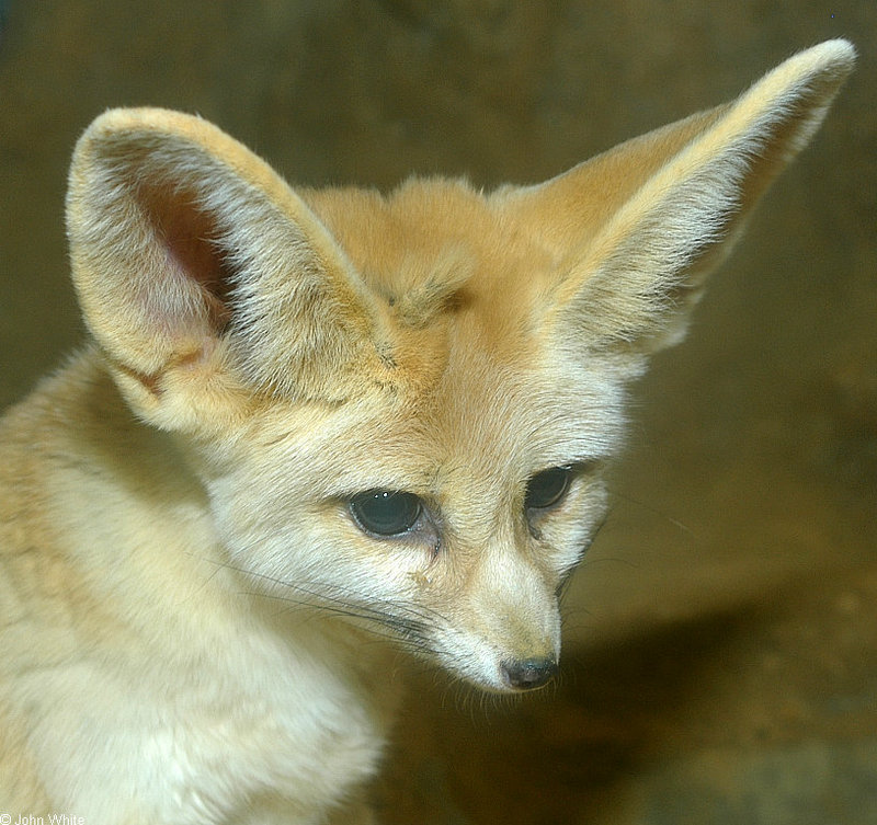 Fennec Fox (Fennecus zerda); DISPLAY FULL IMAGE.