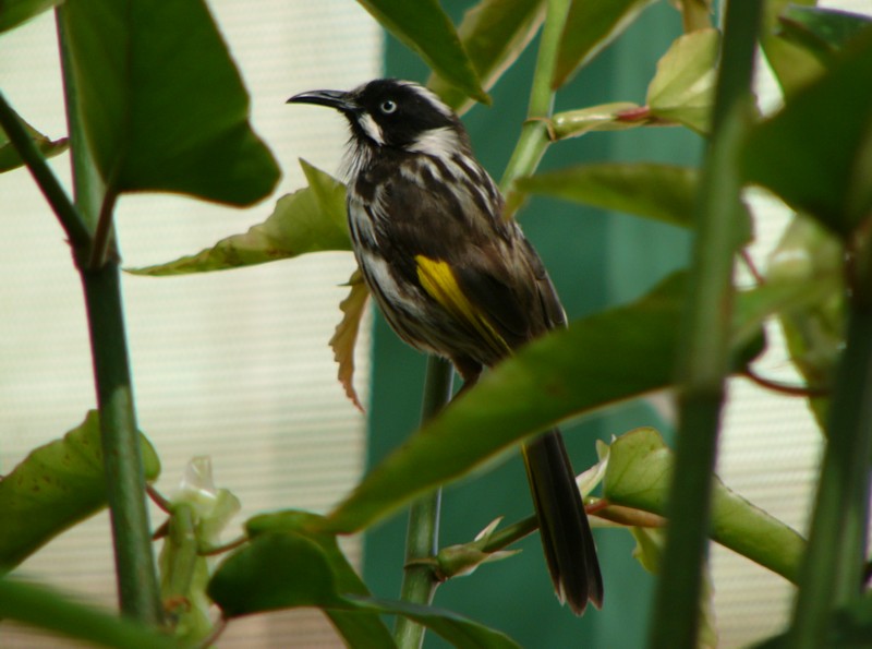 New Holland honeyeaters; DISPLAY FULL IMAGE.