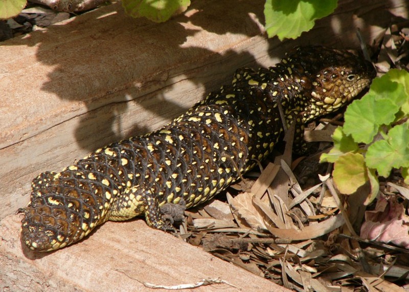 Sleepy shingleback lizard 1; DISPLAY FULL IMAGE.