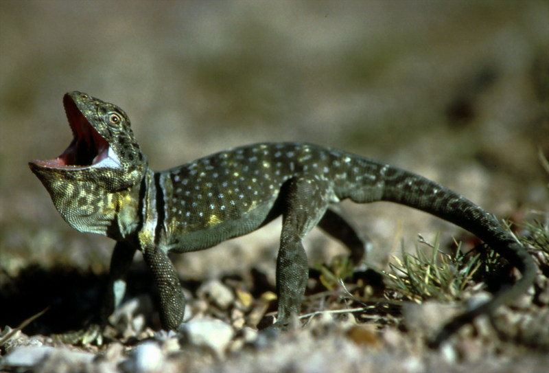 Collared Lizard (Crotaphytus collaris) {!--목무늬도마뱀-->; DISPLAY FULL IMAGE.