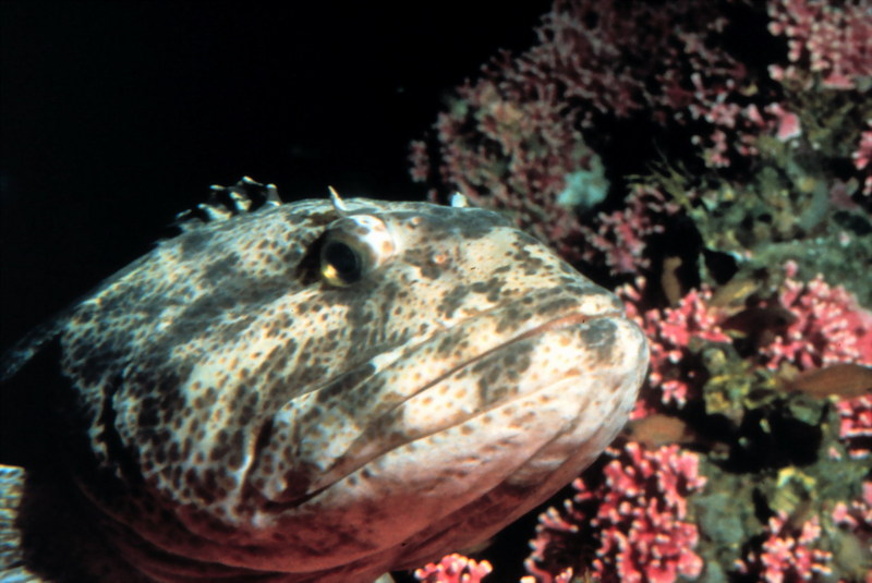 Lingcod (Ophiodon elongatus) {!--범노래미-->; DISPLAY FULL IMAGE.
