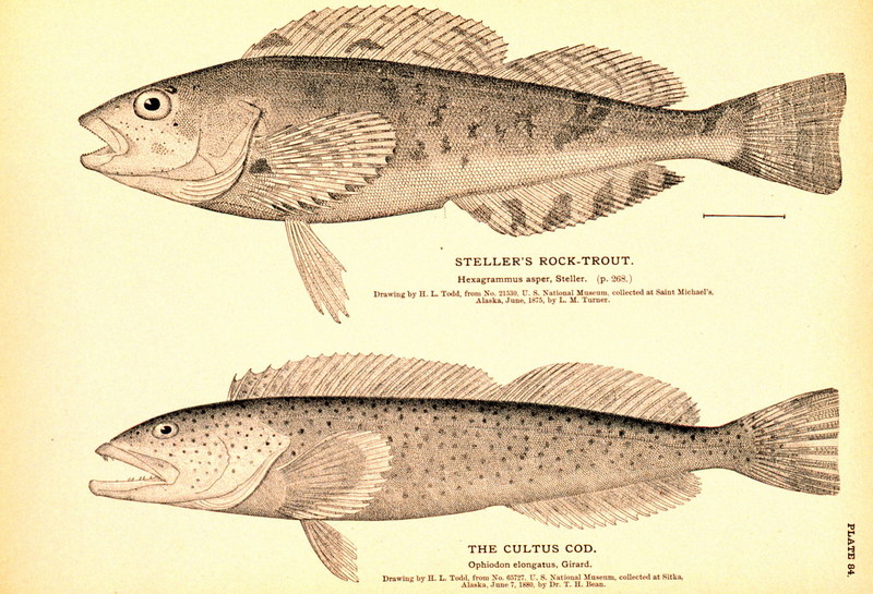 Steller's Rock-Trout & Lingcod (Cultus Cod) {!--범노래미-->; DISPLAY FULL IMAGE.