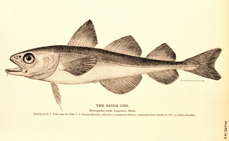 Polar Cod (Boreogadus saida) {!--북극대구(北極大口)-->; DISPLAY FULL IMAGE.