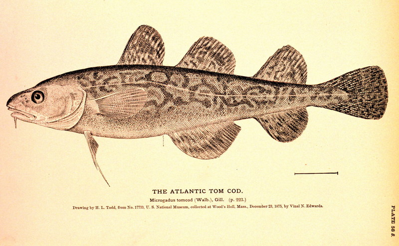 Atlantic Tomcod (Microgadus tomcod) {!--소형대구류(대구과)-->; DISPLAY FULL IMAGE.