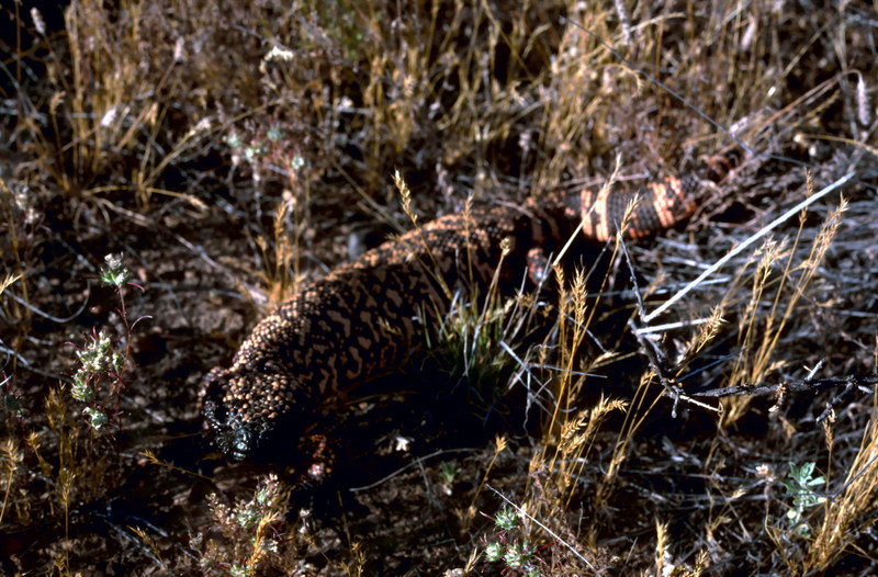 Gila Monster (Heloderma suspectum) {!--아메리카독도마뱀-->; DISPLAY FULL IMAGE.