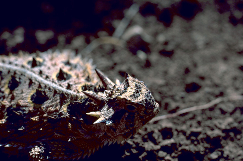 Texas Horned Lizard (Phrynosoma cornutum) {!--텍사스뿔도마뱀-->; DISPLAY FULL IMAGE.