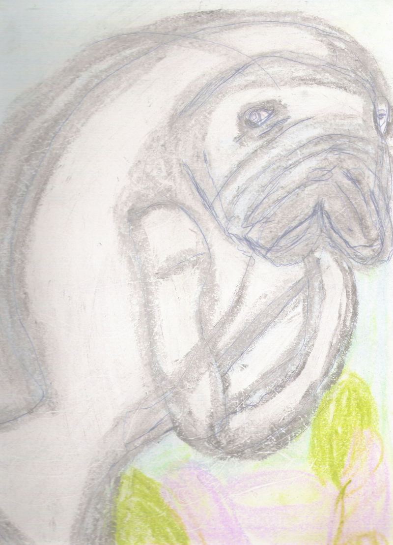 Manatee; DISPLAY FULL IMAGE.