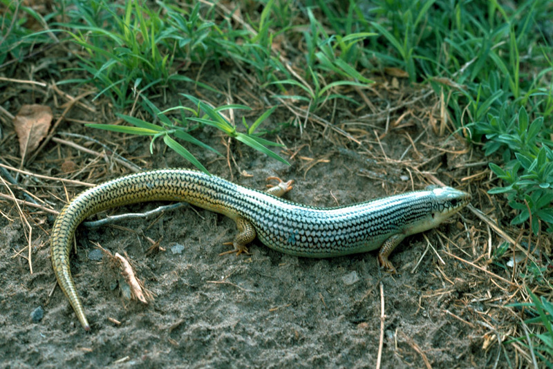 Great Plains Skink (Eumeces obsoletus) {!--평원도마뱀(미국)-->; DISPLAY FULL IMAGE.