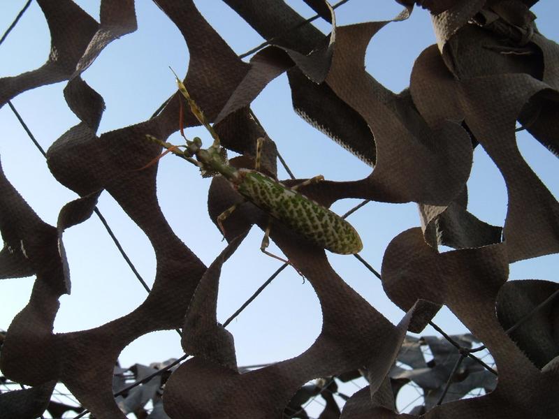 Praying Mantis - Baghdad, Iraq; DISPLAY FULL IMAGE.