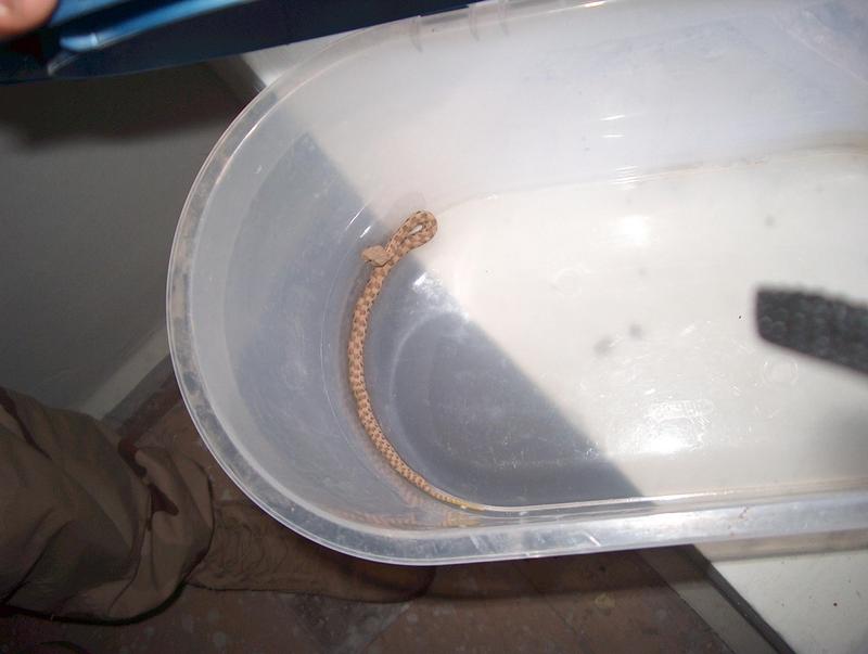 unknown snake - Iraq; DISPLAY FULL IMAGE.