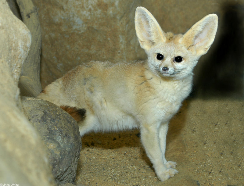 Fennec Fox (Fennecus zerda); DISPLAY FULL IMAGE.