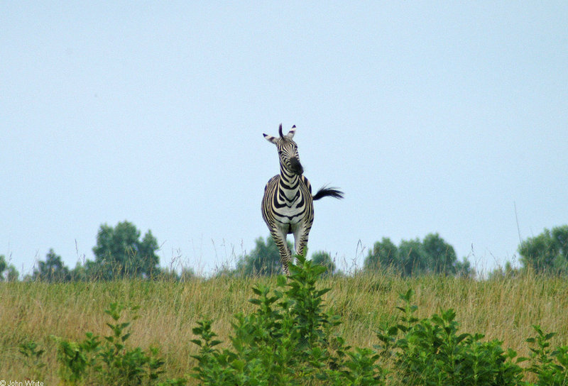 Burchell's Zebra (Equus burchelli); DISPLAY FULL IMAGE.