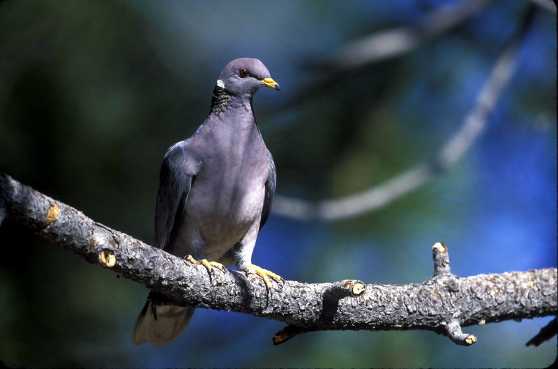 Band-tailed Pigeon (Columba fasciata) {!--줄무늬꼬리비둘기(아메리카)-->; DISPLAY FULL IMAGE.