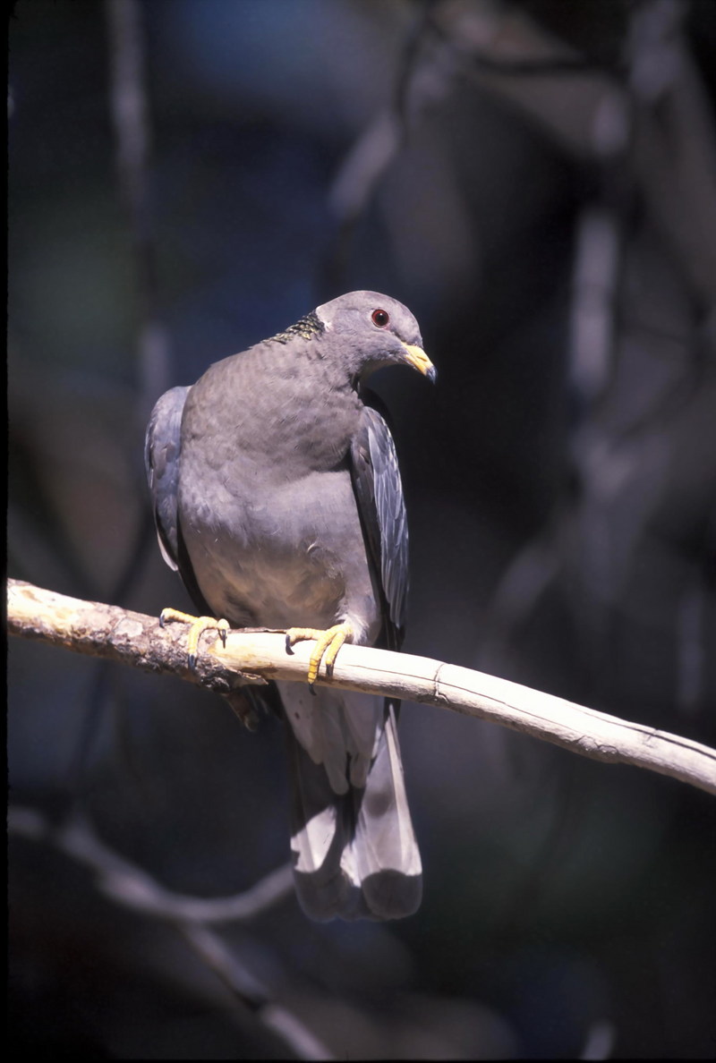 Band-tailed Pigeon (Columba fasciata) {!--줄무늬꼬리비둘기(아메리카)-->; DISPLAY FULL IMAGE.