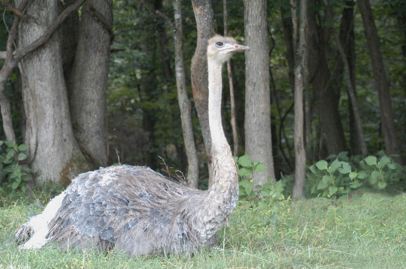 Greater Rhea (Rhea americana); DISPLAY FULL IMAGE.