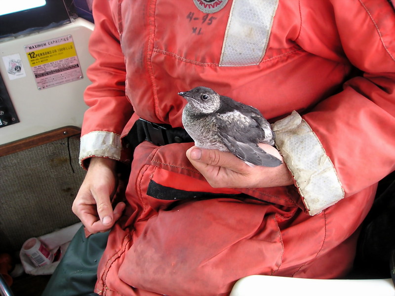 Kittlitz's Murrelet (Brachyramphus brevirostris) {!--짧은부리쇠오리(알래스카)-->; DISPLAY FULL IMAGE.