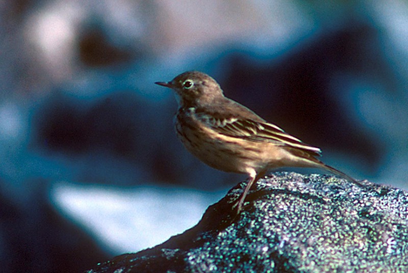 American Pipit (Anthus rubescens) {!--밭종다리(미국)-->; DISPLAY FULL IMAGE.