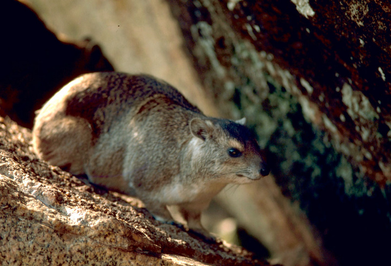 Rock Hyrax (Procavia capensis) {!--바위너구리-->; DISPLAY FULL IMAGE.