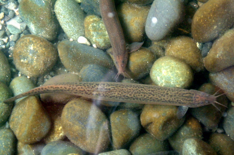 Chinese Weather Loach (Misgurnus mizolepis) {!--미꾸라지-->; DISPLAY FULL IMAGE.