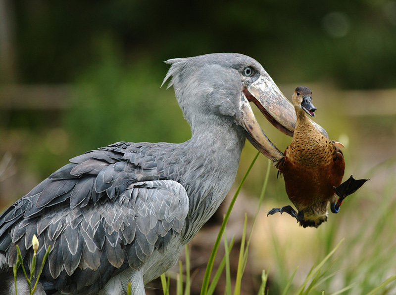 African Shoebill Stork picks up a Duck; DISPLAY FULL IMAGE.