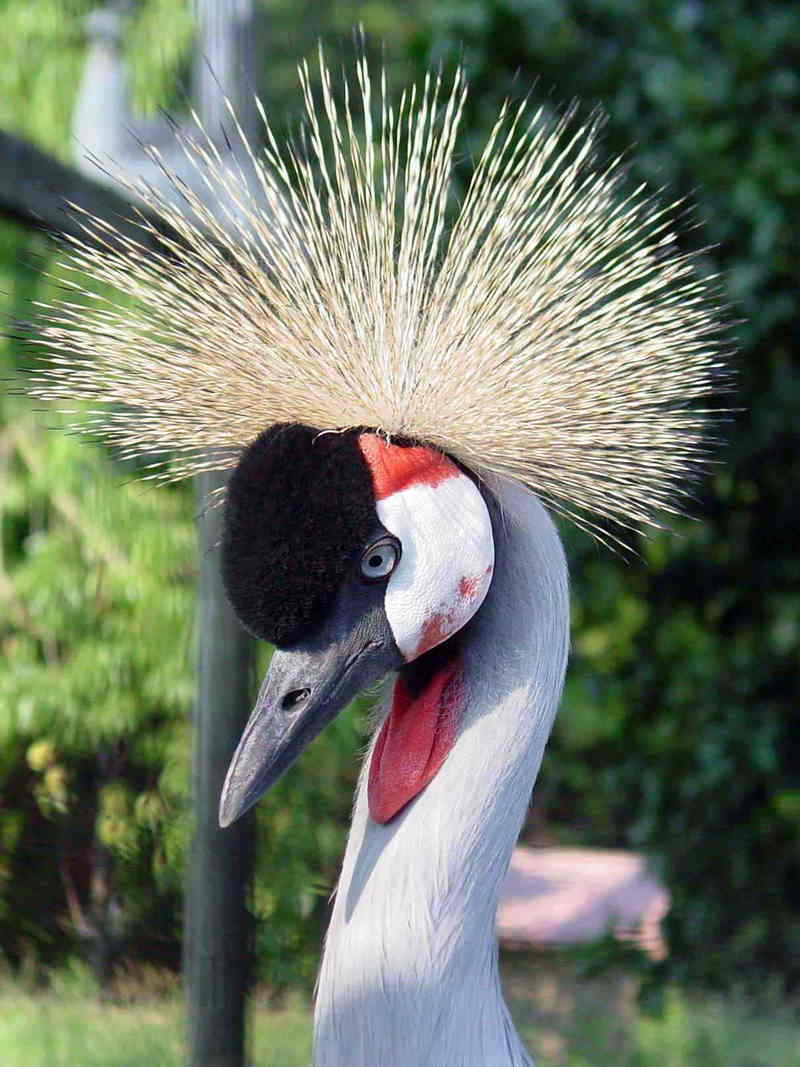 Crane; DISPLAY FULL IMAGE.