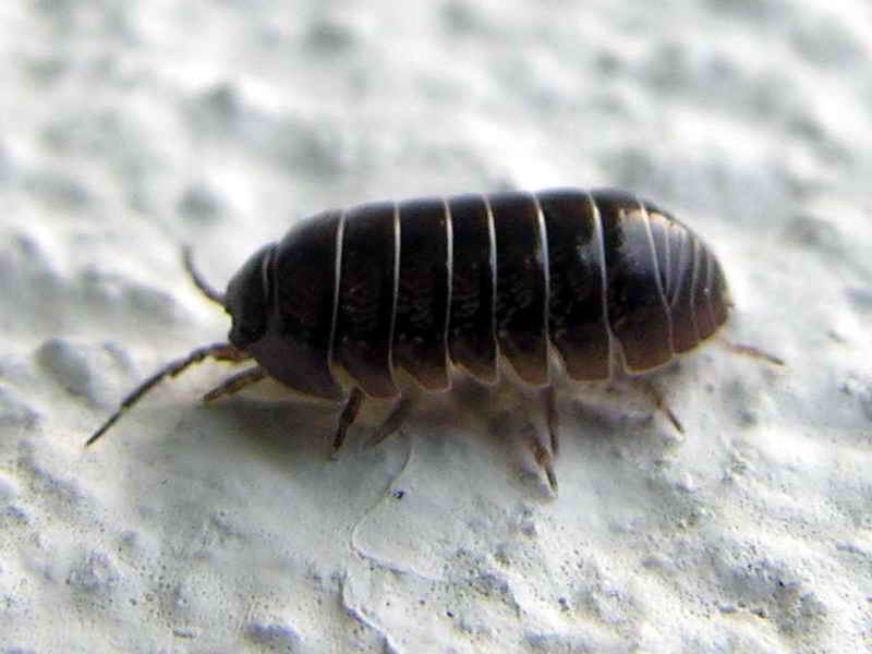 insect; DISPLAY FULL IMAGE.
