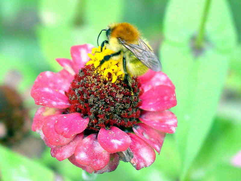 Bee; DISPLAY FULL IMAGE.