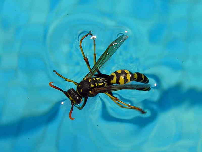 wasp; DISPLAY FULL IMAGE.