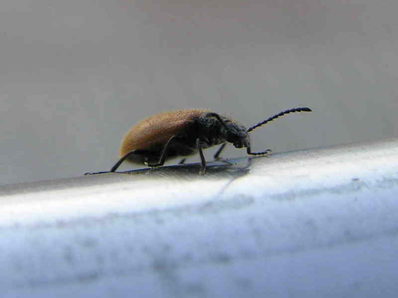 beatle; DISPLAY FULL IMAGE.