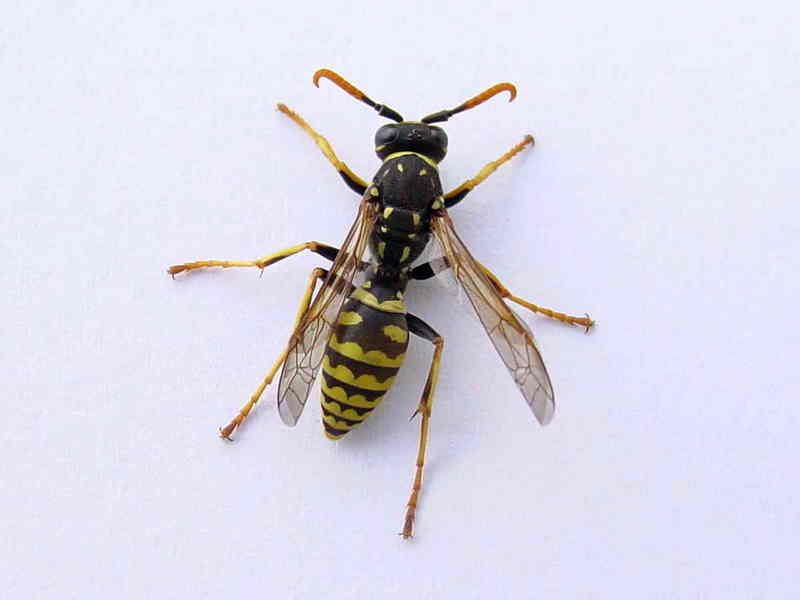 wasp; DISPLAY FULL IMAGE.