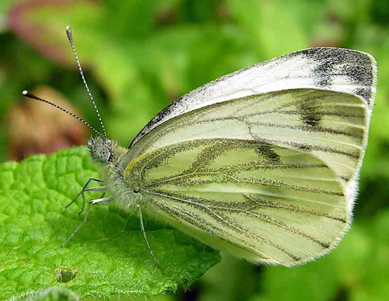 butterfly; DISPLAY FULL IMAGE.