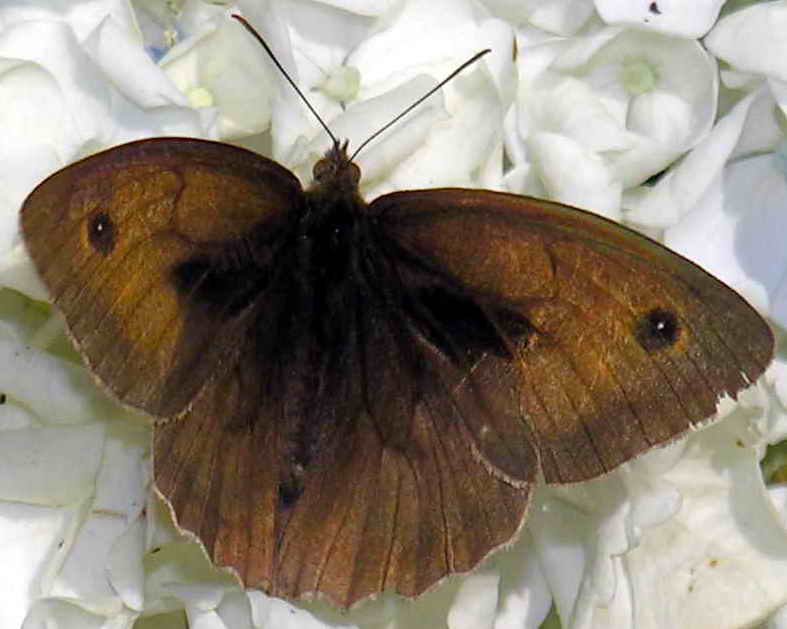 butterfly; DISPLAY FULL IMAGE.