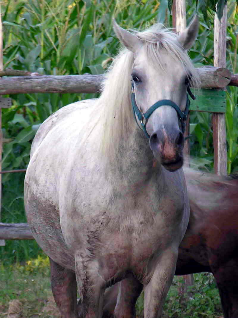 cabalo; DISPLAY FULL IMAGE.