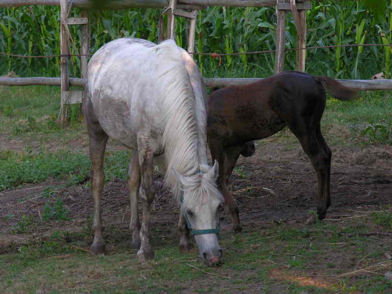 horse; DISPLAY FULL IMAGE.