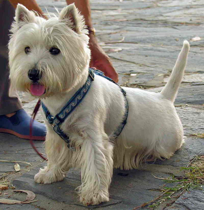 dog; DISPLAY FULL IMAGE.