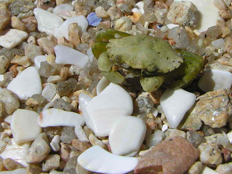 crab; DISPLAY FULL IMAGE.
