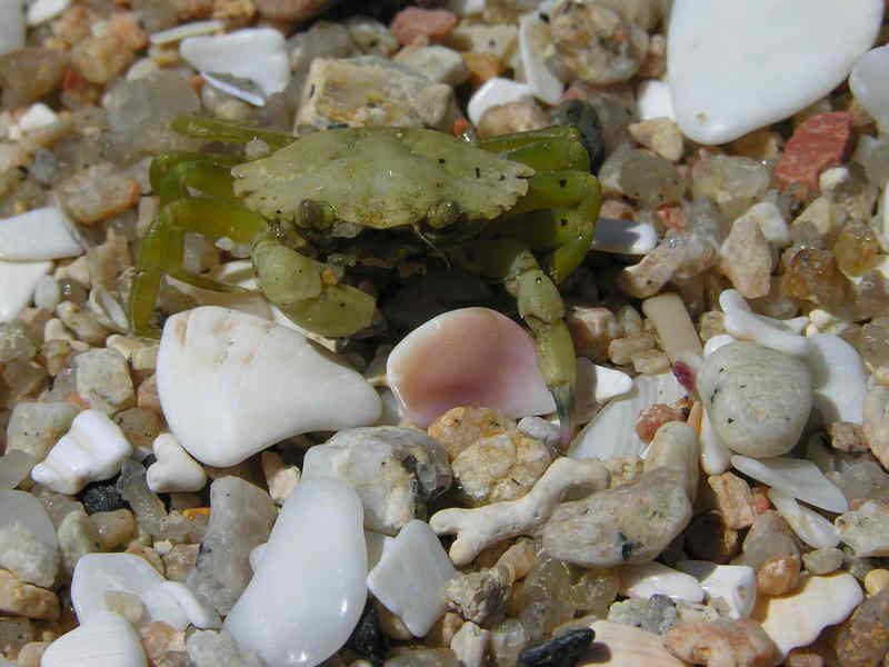 crab; DISPLAY FULL IMAGE.