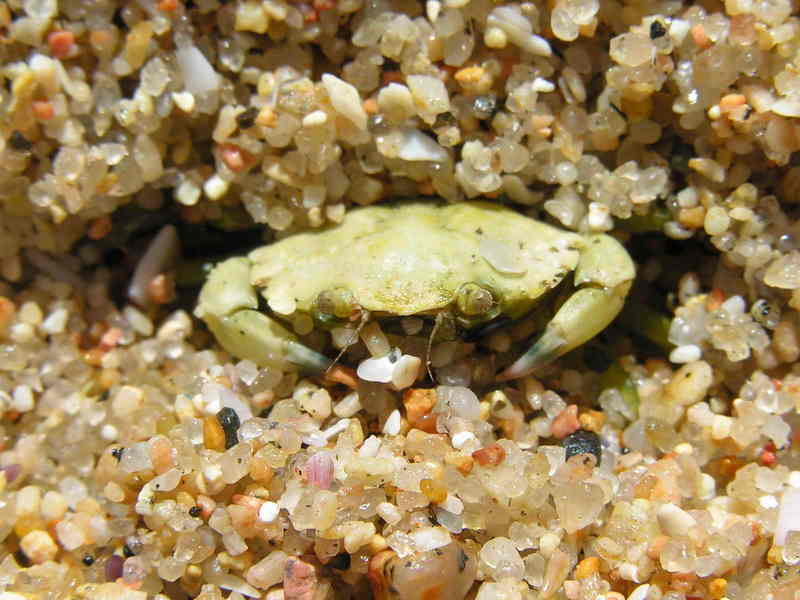 crab; DISPLAY FULL IMAGE.