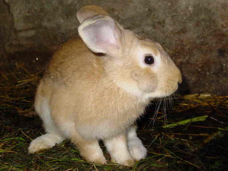 rabbit; DISPLAY FULL IMAGE.
