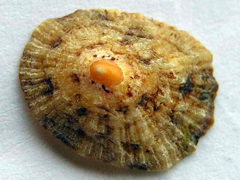 shell; DISPLAY FULL IMAGE.