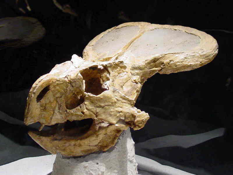 dinosaur; DISPLAY FULL IMAGE.