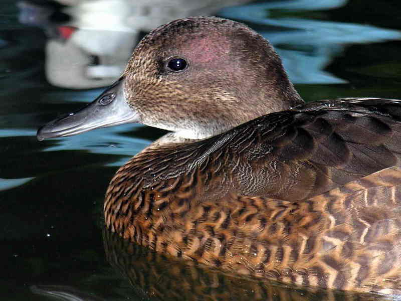 duck; DISPLAY FULL IMAGE.