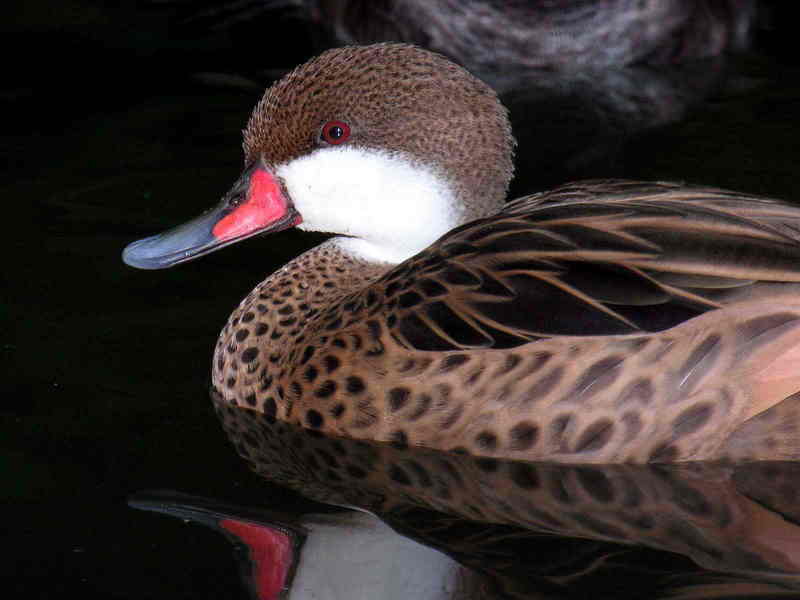 duck; DISPLAY FULL IMAGE.