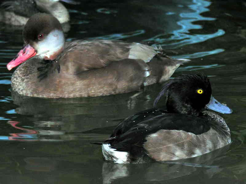 duck; DISPLAY FULL IMAGE.