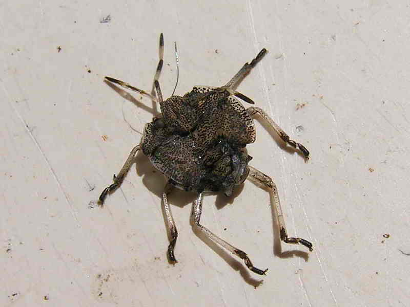 beatle; DISPLAY FULL IMAGE.