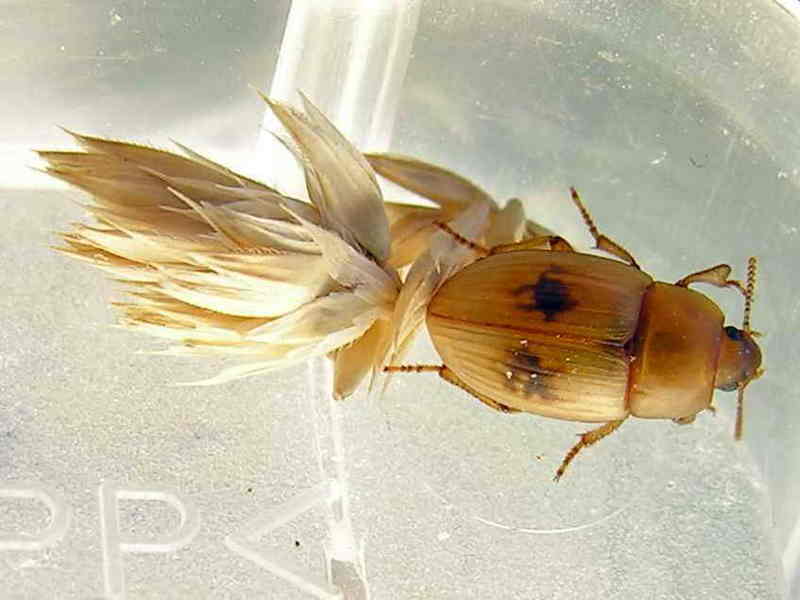 beatle; DISPLAY FULL IMAGE.