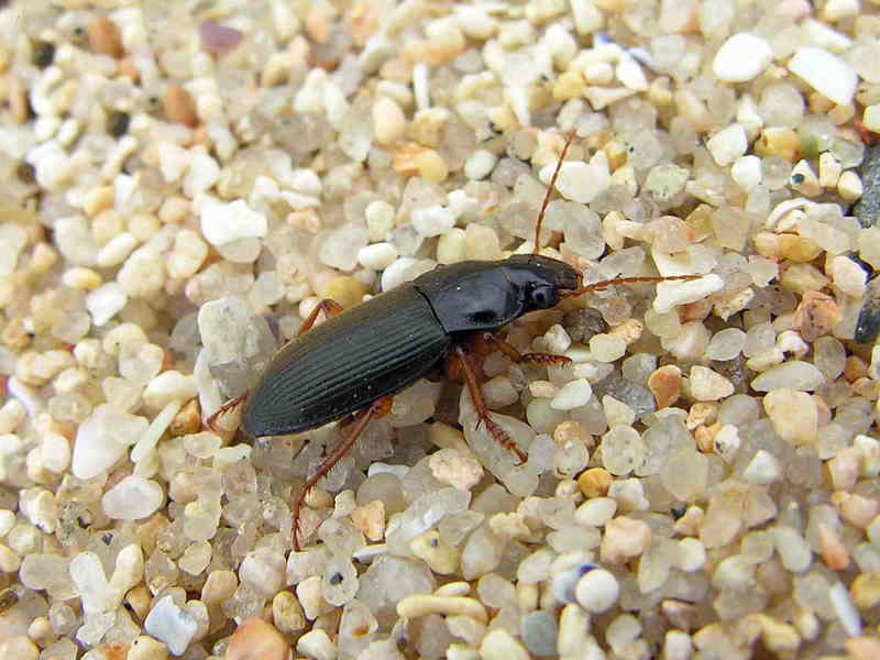 beatle; DISPLAY FULL IMAGE.