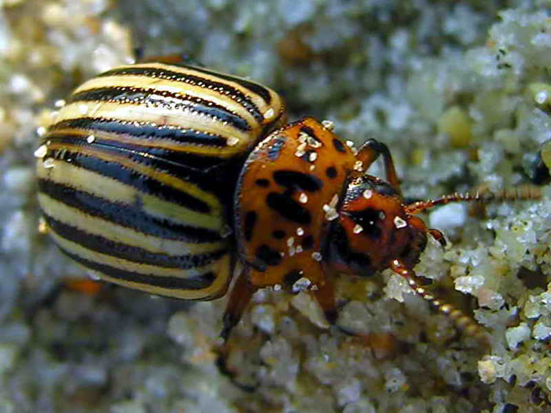 beatle; DISPLAY FULL IMAGE.
